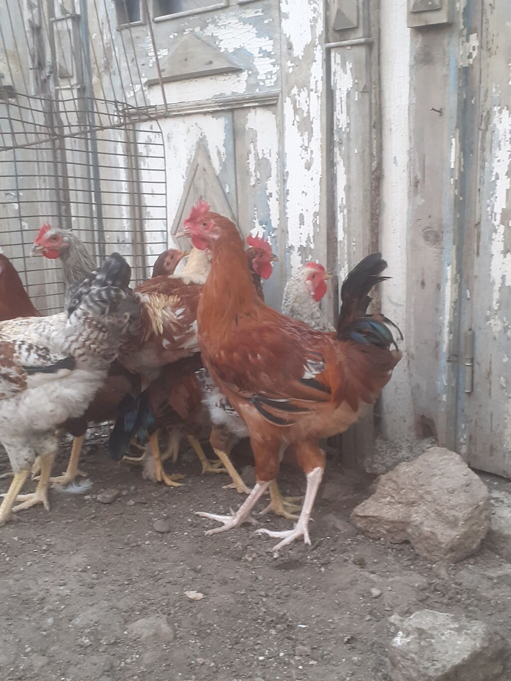 Erkek ordekler 30 man aglar (pekin) biri 8 man. diri cekileri 1kg — Digərləri, Xırdalan (10)