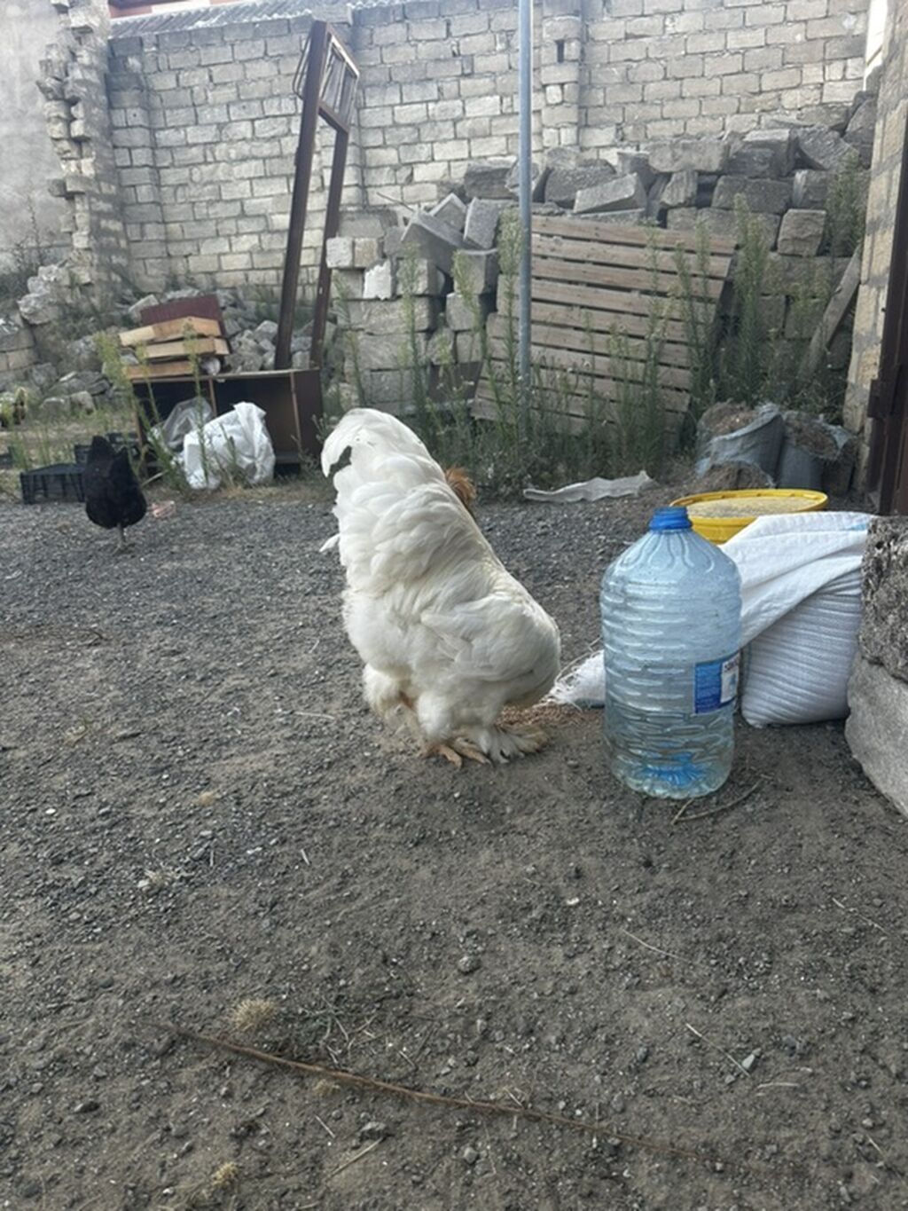 Ag Brama xoruzu satılır — Toyuq və xoruz, Xırdalan (3)