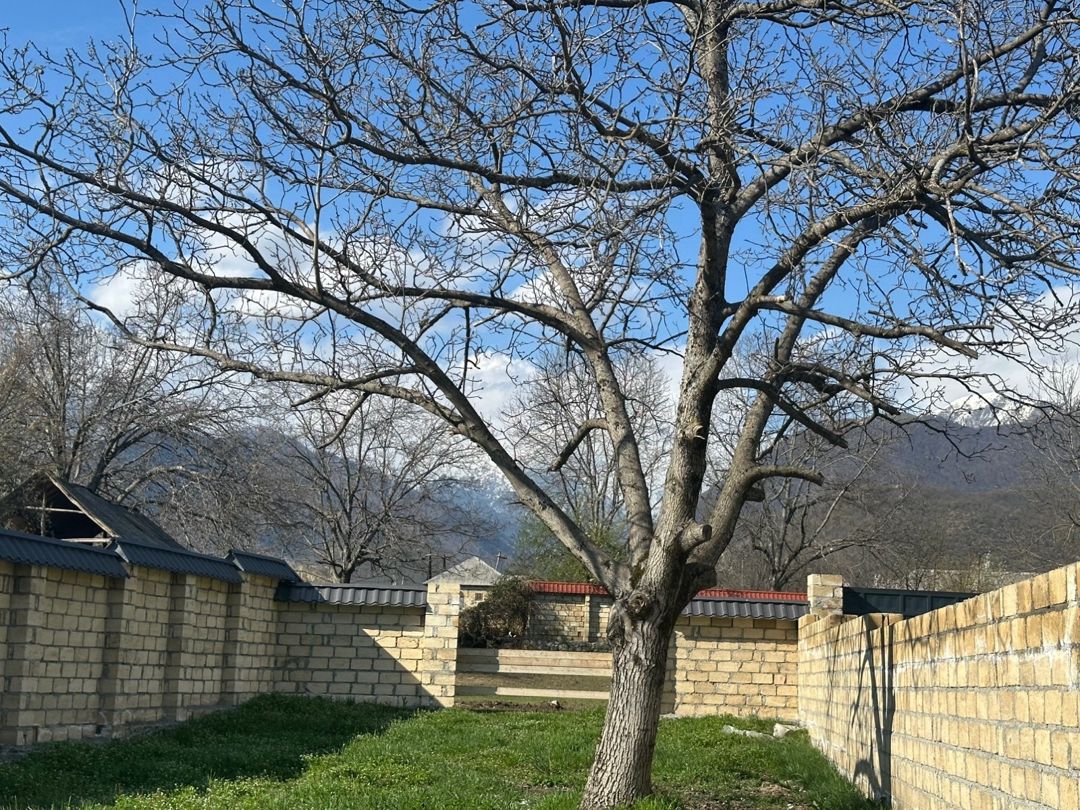 3.90 sot torpaq sahəsi, Qəbələ ş — Torpaq, Qəbələ (8)
