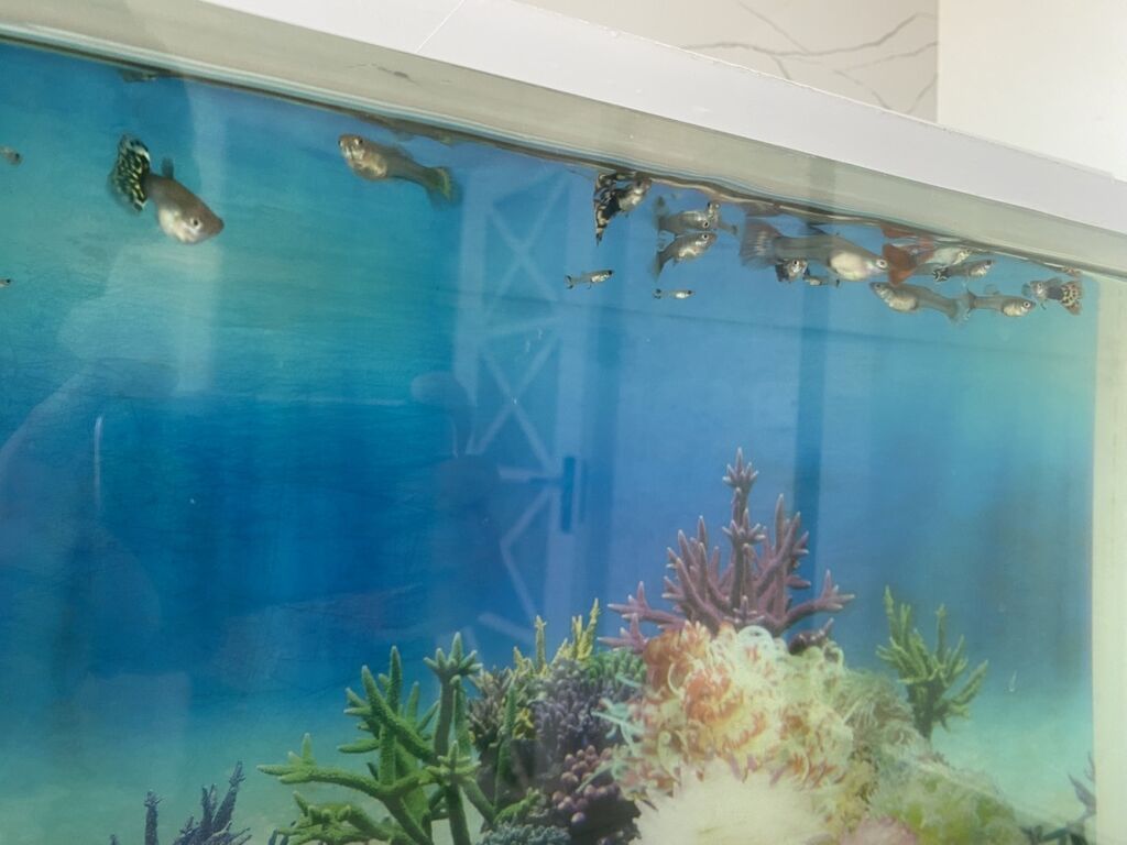 Dördbucaq akvarium, Balıqlarla birlikdə, 20 l, Ünvandan götürmə — Akvariumlar və balıqlar, Digah (4)