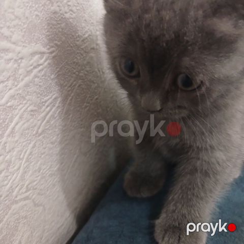Bitan balsi 2 ayliq qum terbiyesi vad — Bakı
