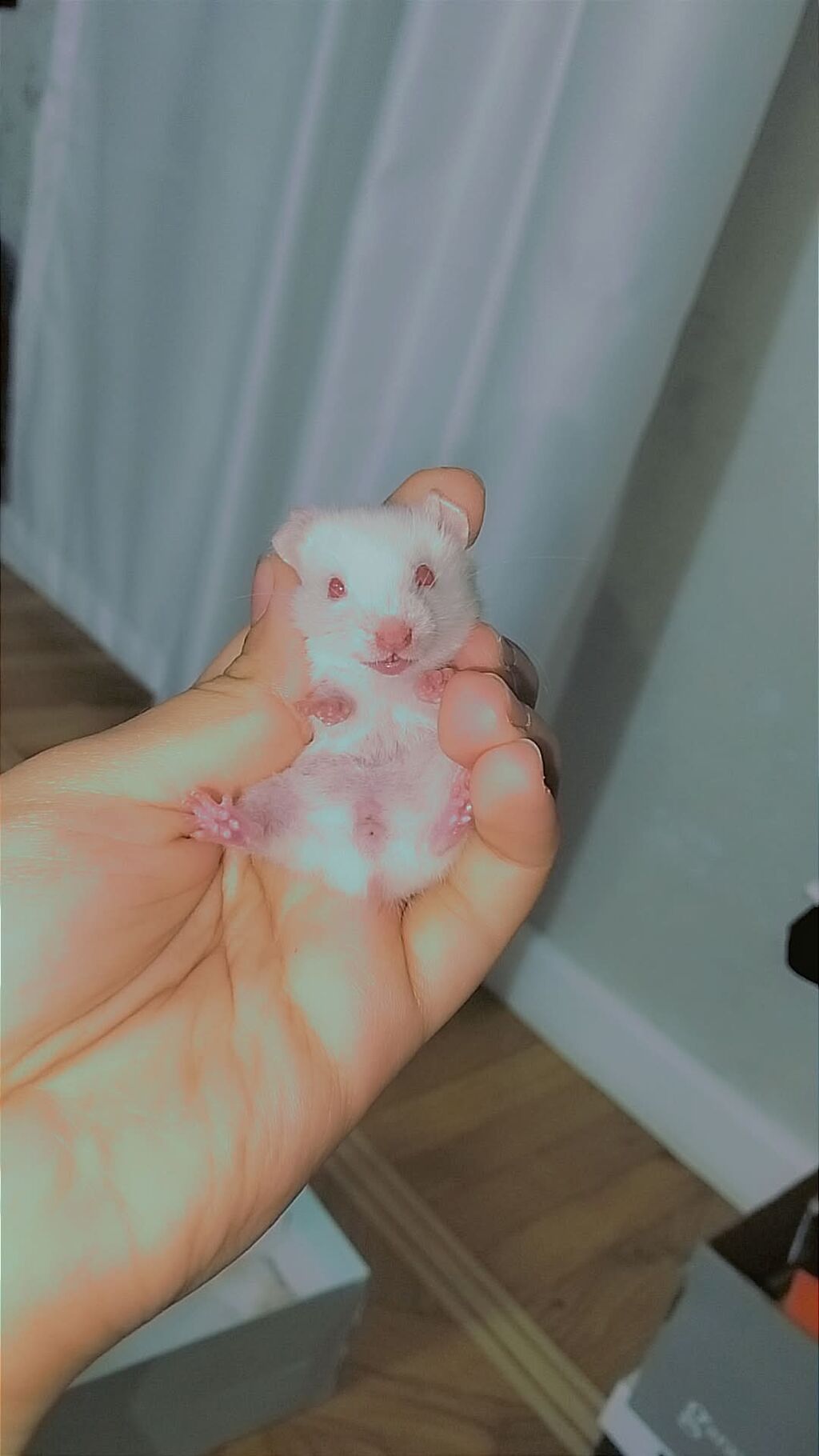 7 bala və 1 böyük hamster satılır. Qəfəs yalnız böyük hamsterlə — Kəmiçilər, Bakı (4)