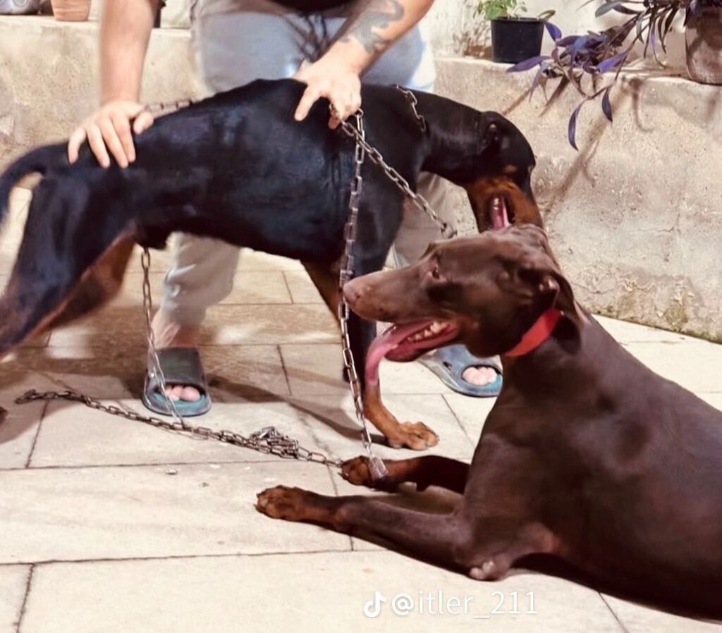 Doberman — Köpəklər, Bakı