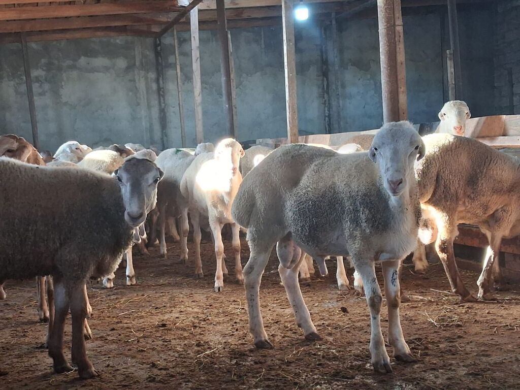 Quzu.Erkək super kök quzular.Diri çəkisi 9 AZN.Beyləqan cinsidir. 3-4 — Kənd təsərrüfatı heyvanları, Digah (3)