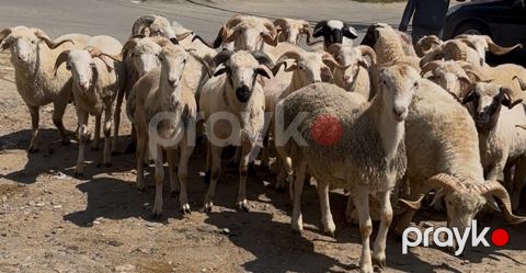 Quzu və qoyun — Bakı