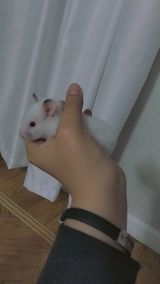 7 bala və 1 böyük hamster satılır. Qəfəs yalnız böyük hamsterlə — Siçanlar