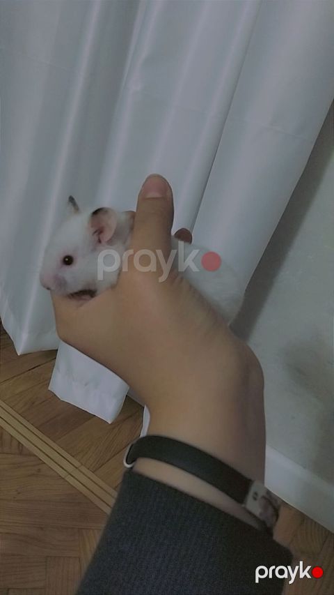 7 bala və 1 böyük hamster satılır. Qəfəs yalnız böyük hamsterlə — Bakı