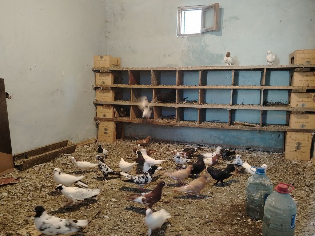 Salam hoptom 5manatdan unvan maşdaga 0516831165 vatsapda aktivdir — Göyərçin, Digah