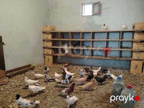 Salam hoptom 5manatdan unvan maşdaga 0516831165 vatsapda aktivdir — Digah