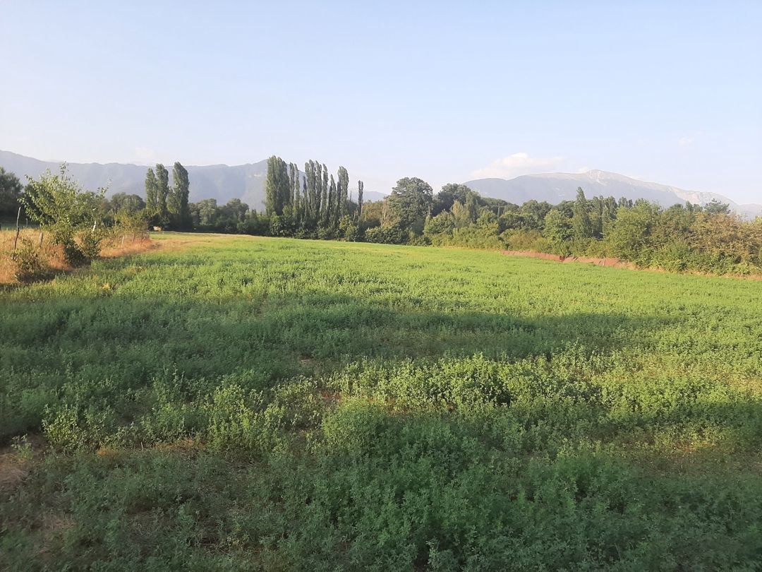 155 sot torpaq sahəsi, Ismayıllı r — Torpaq, İsmayıllı (3)