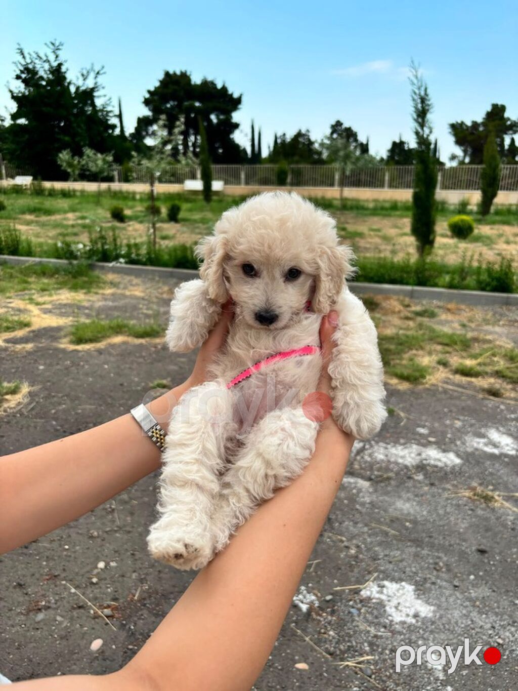 Pudel, 3 ay — Köpəklər, Gəncə (3)