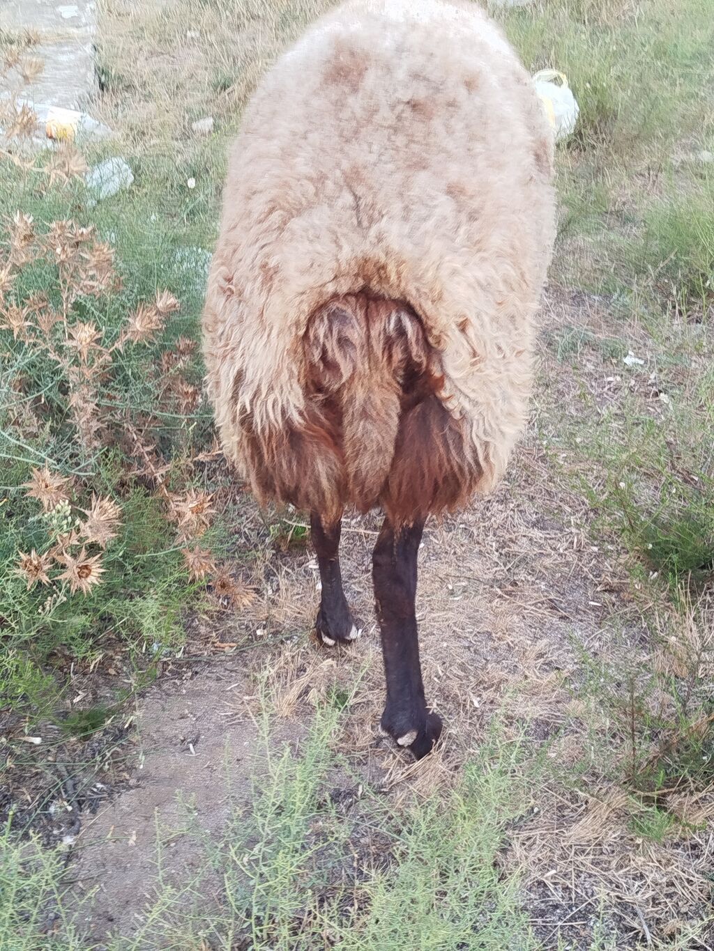 Qoyun sürüsü – yerli quyruqlu cins - Cins: Quyruqlu (yağlı quyruq) — Kənd təsərrüfatı heyvanları, Digah (7)