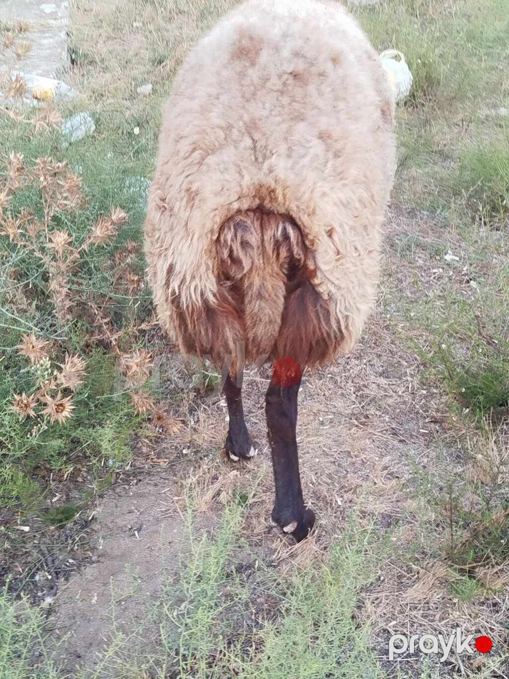 Qoyun sürüsü – yerli quyruqlu cins - Cins: Quyruqlu (yağlı quyruq) — Kənd təsərrüfatı heyvanları, Digah (7)