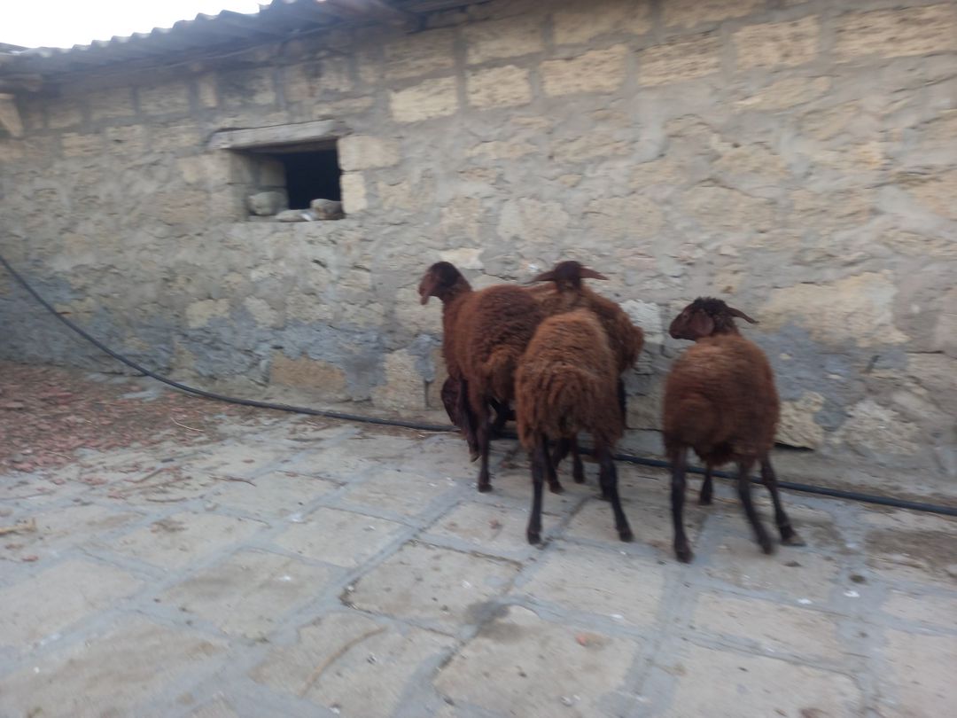 Quzular — Kənd təsərrüfatı heyvanları, Bakı (5)
