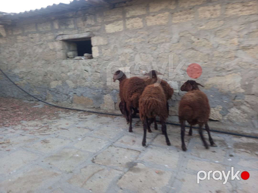 Quzular — Kənd təsərrüfatı heyvanları, Bakı (5)