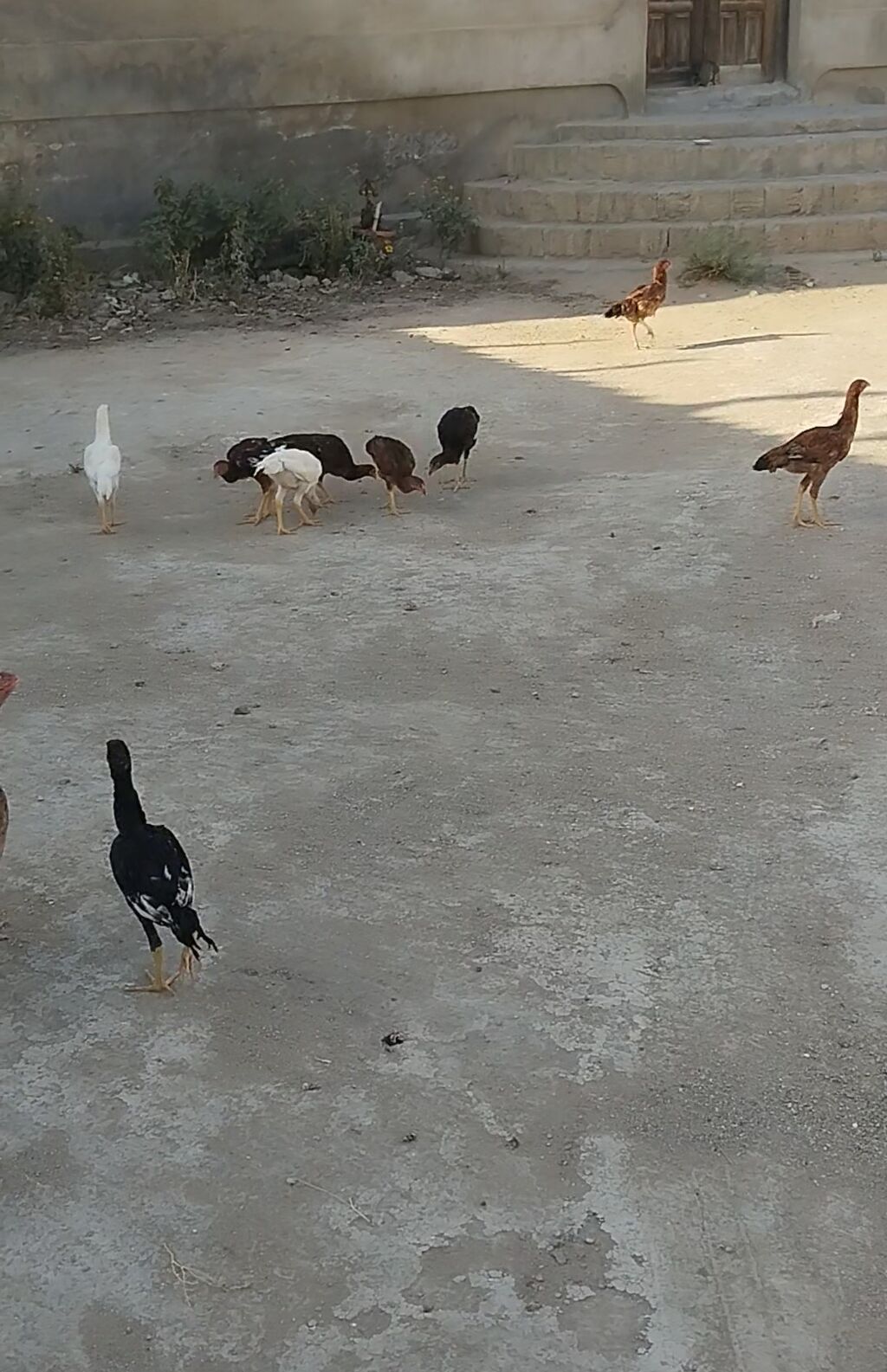 Heyrati cuceleri. Salam allah haminin malina xeyr versin. Turk cinsi — Toyuq və xoruz, Digah (3)