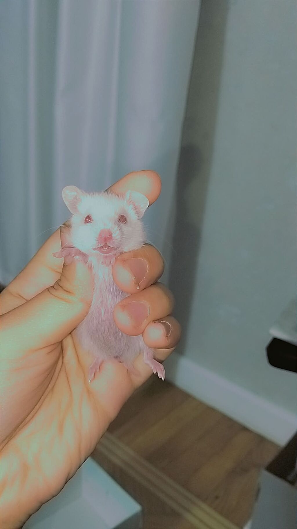 7 bala və 1 böyük hamster satılır. Qəfəs yalnız böyük hamsterlə — Kəmiçilər, Bakı (5)