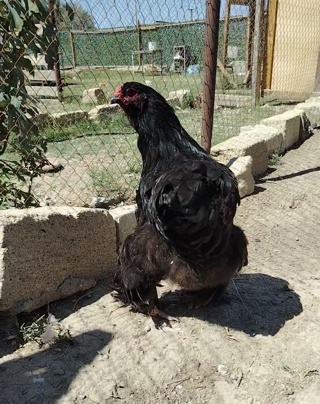 Toyuq, Brama, Damazlıq — Toyuq və xoruz, Hacıqabul (2)