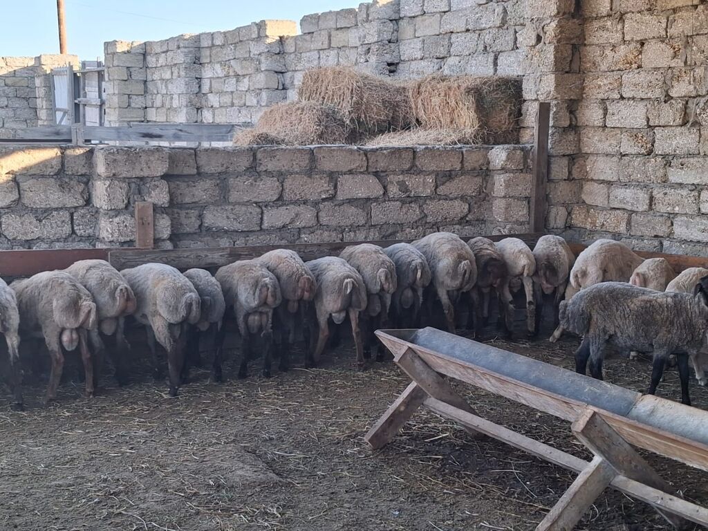 Quzu.Erkək super kök quzular.Diri çəkisi 9 AZN.Beyləqan cinsidir. 3-4 — Kənd təsərrüfatı heyvanları, Digah (8)