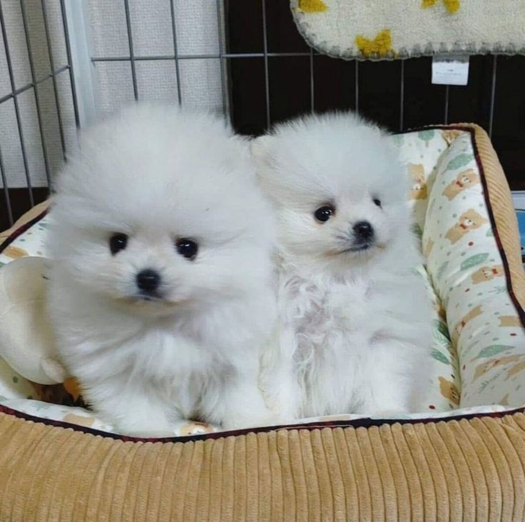 Mini Pomerian Şpits balaları — Köpəklər, Bakı (3)