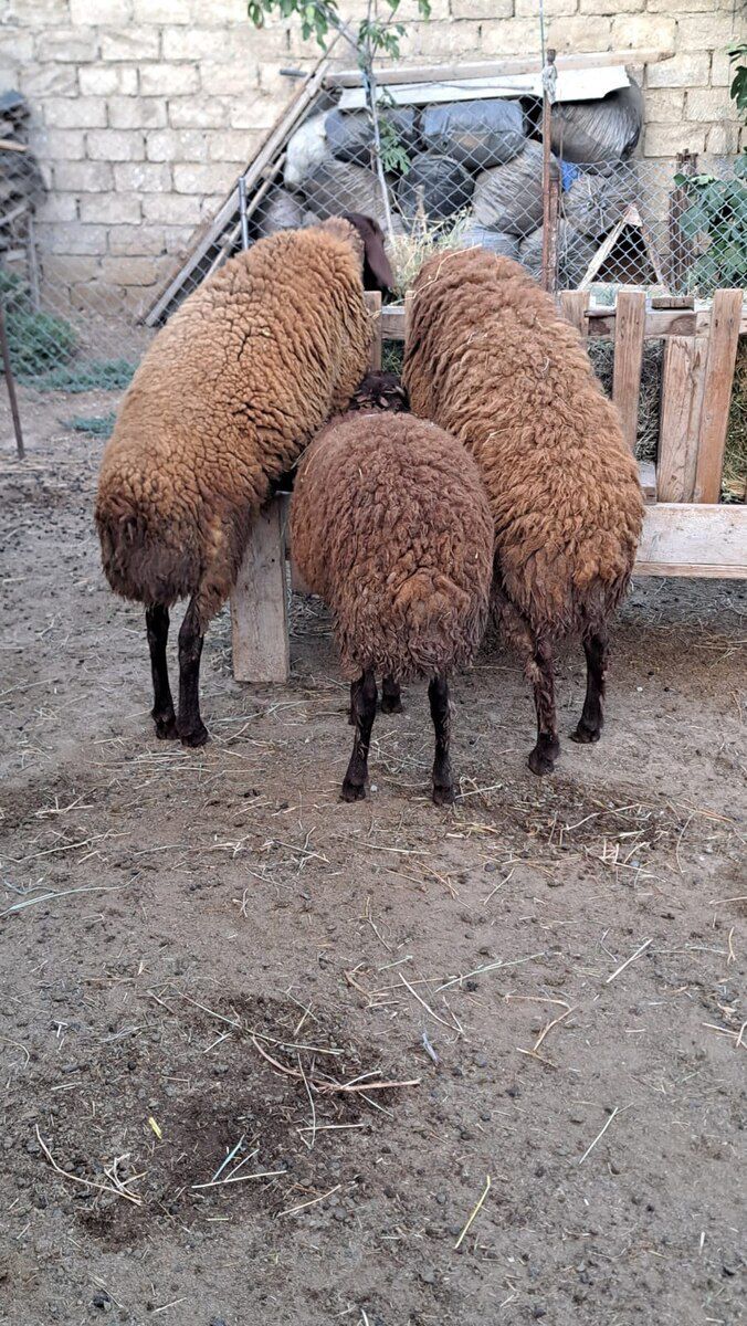 Qala quzuları — Kənd təsərrüfatı heyvanları, Bakı (5)