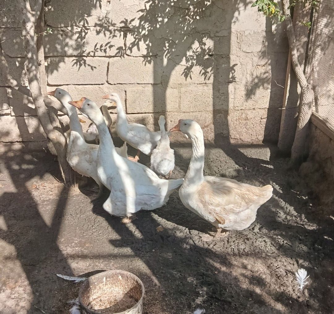 Linda qazları — Quşlar, Bakı (2)
