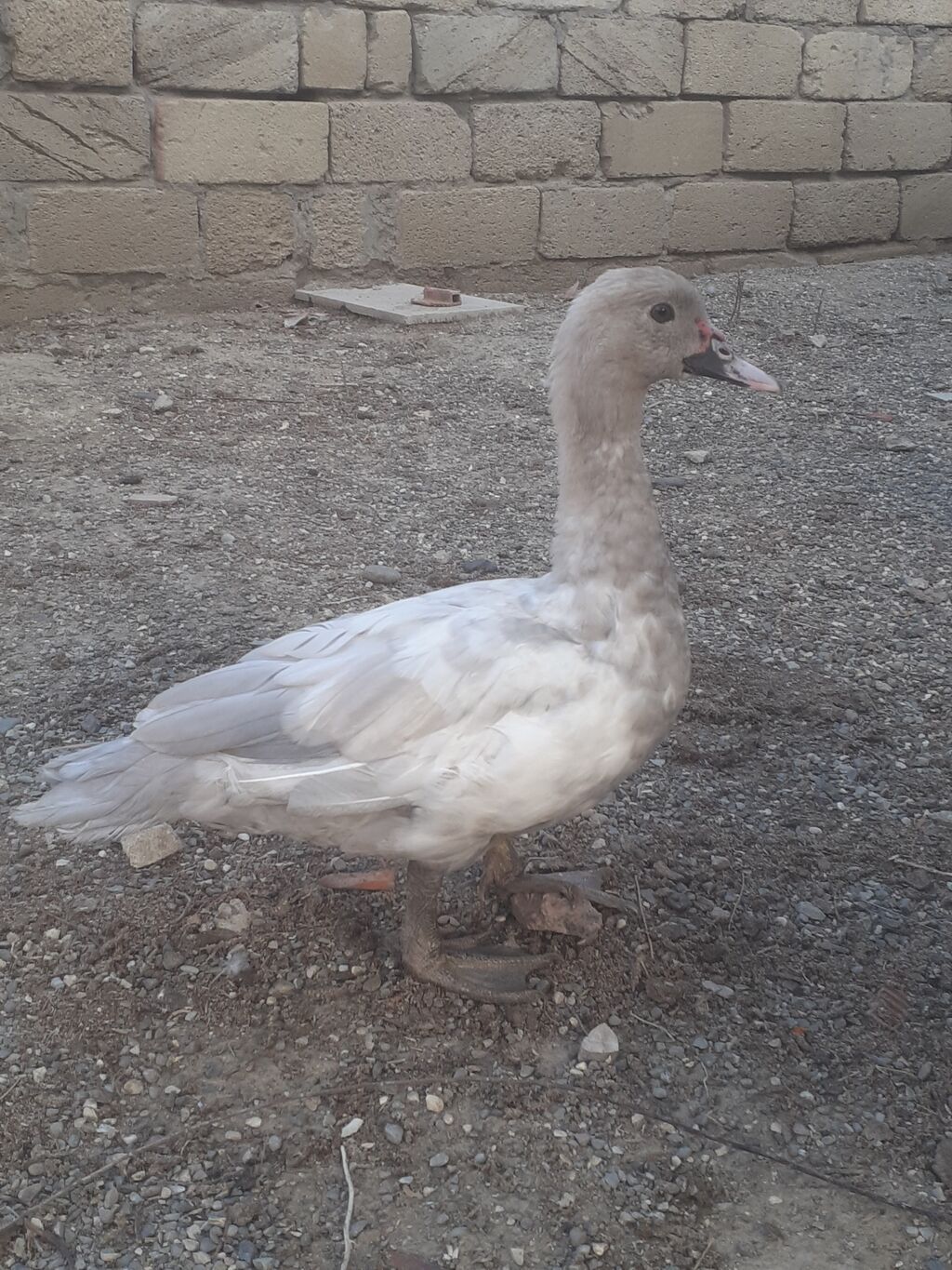 Erkek ordekler 30 man aglar (pekin) biri 8 man. diri cekileri 1kg — Digərləri, Xırdalan (5)