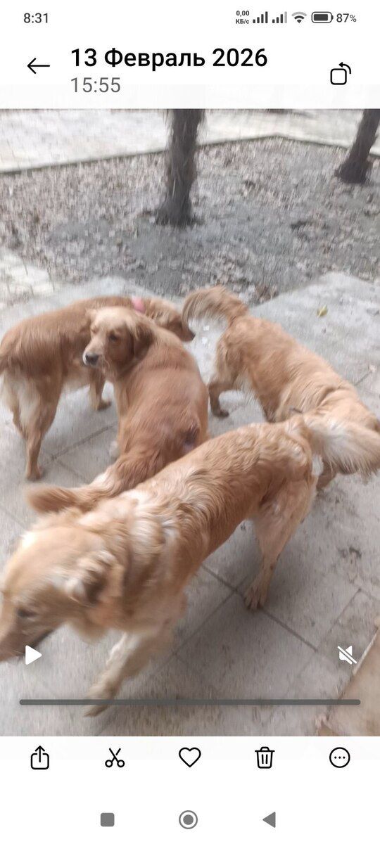 Qızılı Retriver balaları — Köpəklər, Bakı (5)