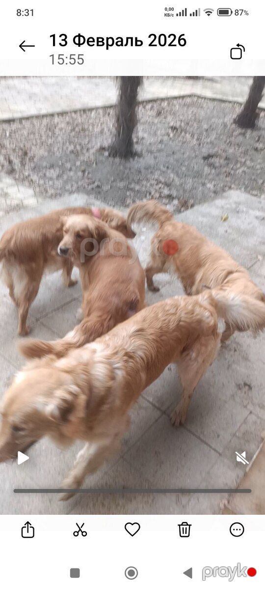 Qızılı Retriver balaları — Köpəklər, Bakı (5)