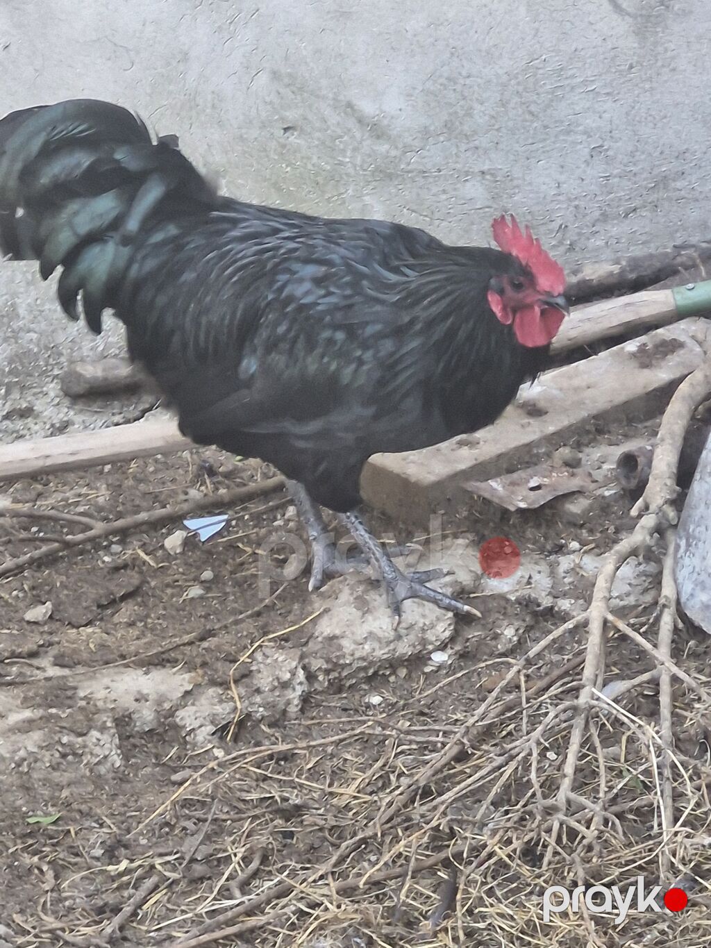 Toyuq cücələri, Damazlıq — Toyuq və xoruz, Digah (2)