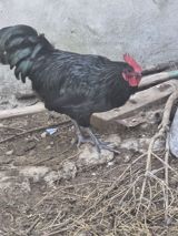 Məhsul: Qara Afstrolop xoruzları 3 ədədir 8 aylıqdılar Təsvir — Курицы и петухи