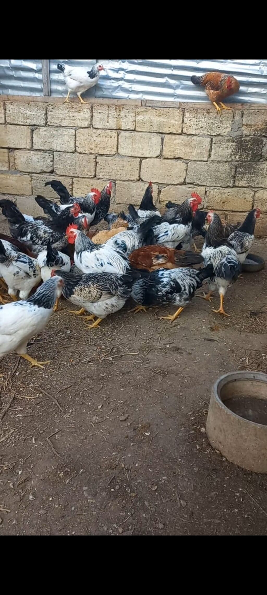 Toyuq, Damazlıq, Ünvandan götürmə — Toyuq və xoruz, Novxanı (2)