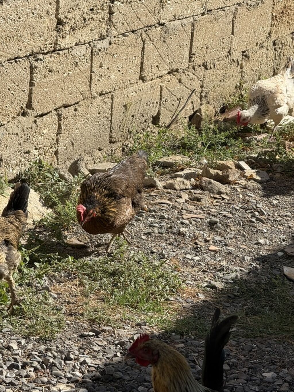 Məhsul: Qarışıq cins ev quşları sürüsü Təsvir: - Şəkillərdə müxtəlif — Toyuq və xoruz, Digah (8)