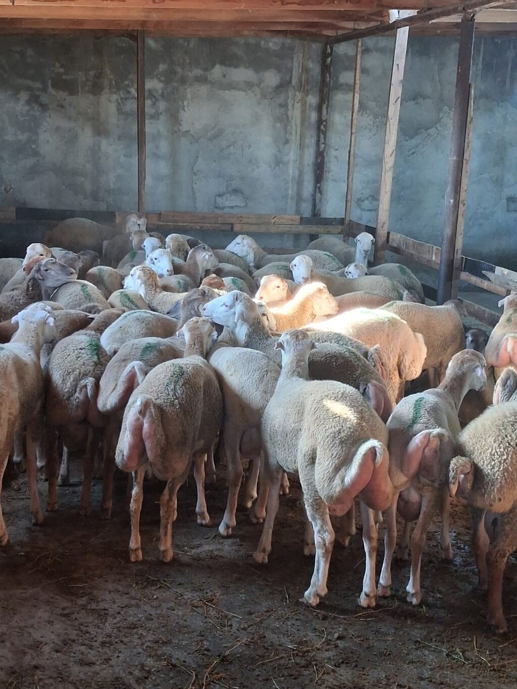 Quzu.Erkək super kök quzular.Diri çəkisi 9 AZN.Beyləqan cinsidir. 3-4 — Kənd təsərrüfatı heyvanları, Digah (2)