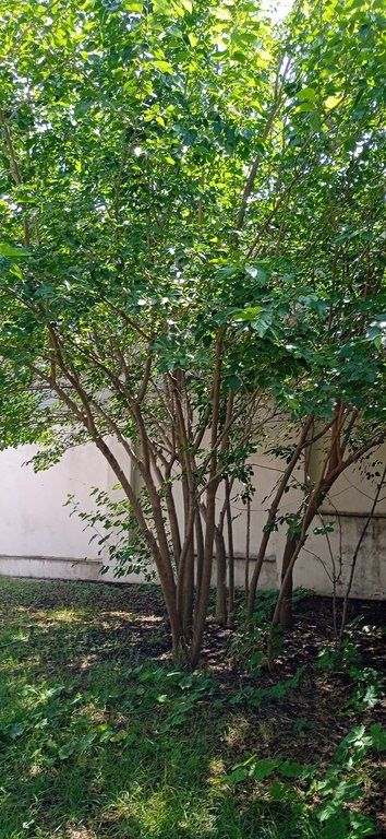 Satılır 5 otaqlı həyət evi/bağ evi 258 m² — Ev, villa, Bakı (10)