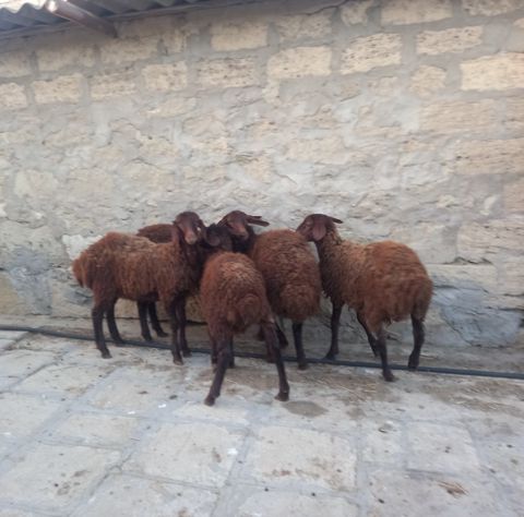 Quzular — Bakı