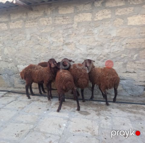 Quzular — Bakı