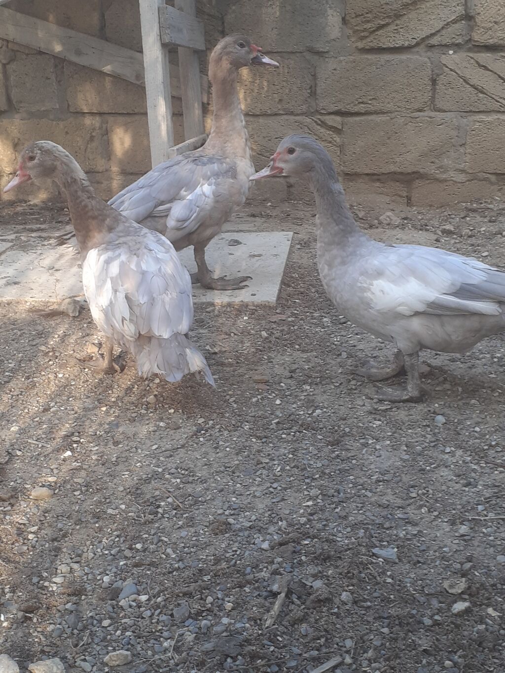 Erkek ordekler 30 man aglar (pekin) biri 8 man. diri cekileri 1kg — Digərləri, Xırdalan (7)