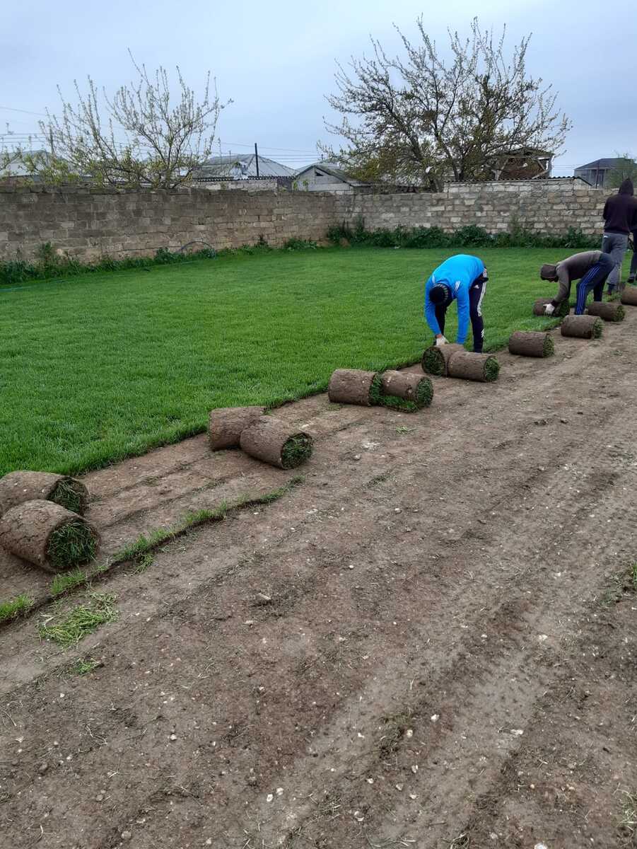 Qazon — Bitkilər, Bakı (3)