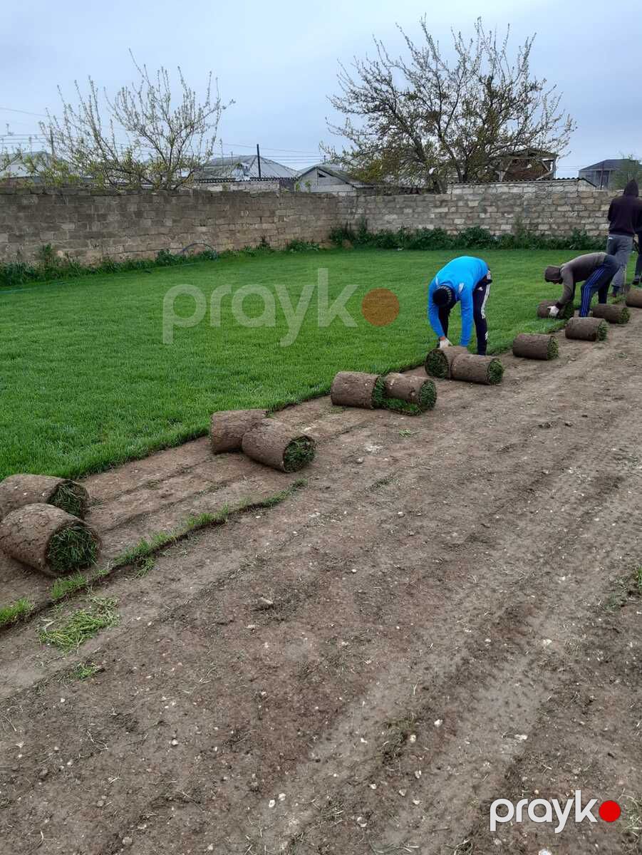 Qazon — Bitkilər, Bakı (3)