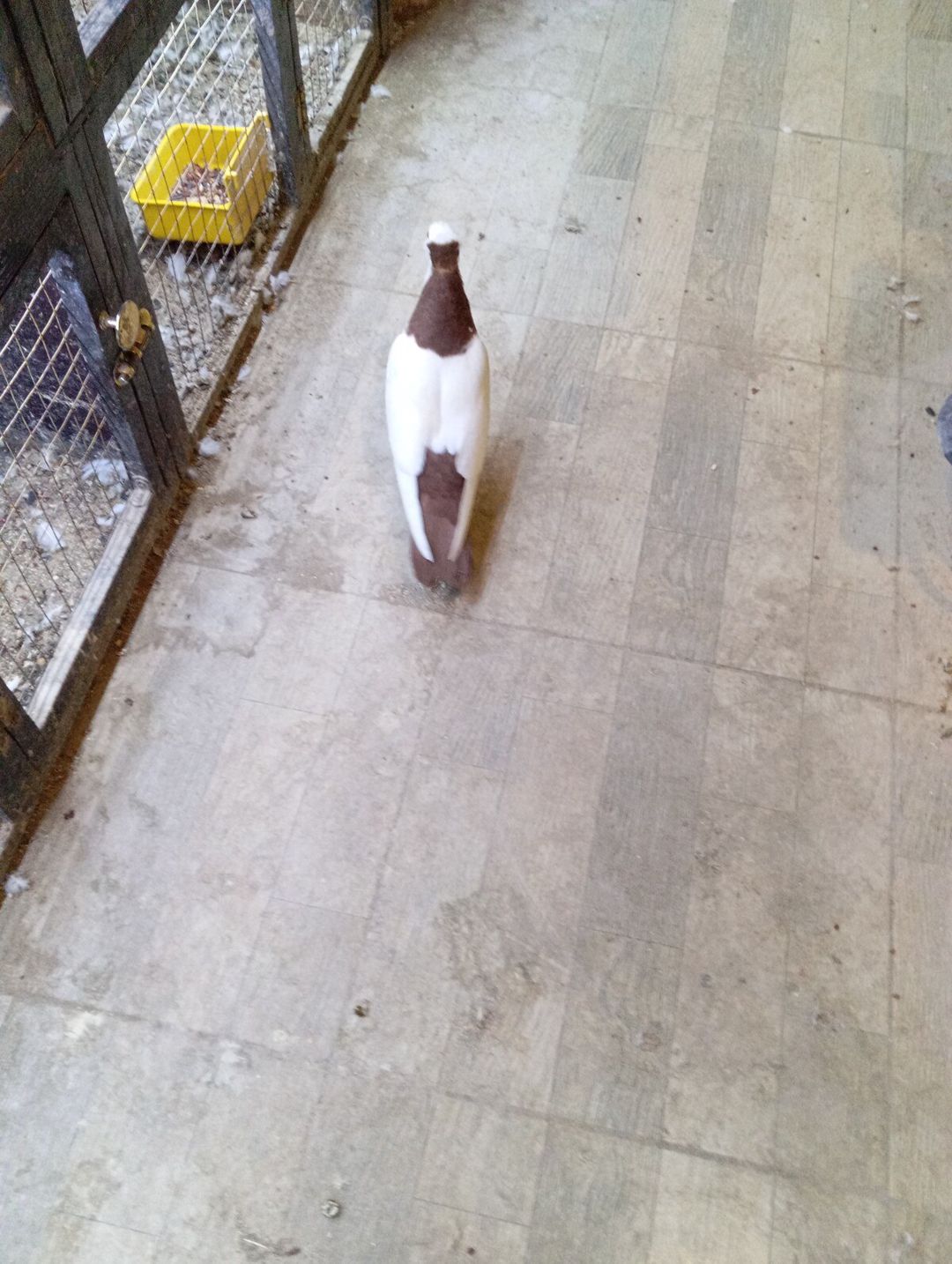 Göyərçin — Quşlar, Bakı (2)