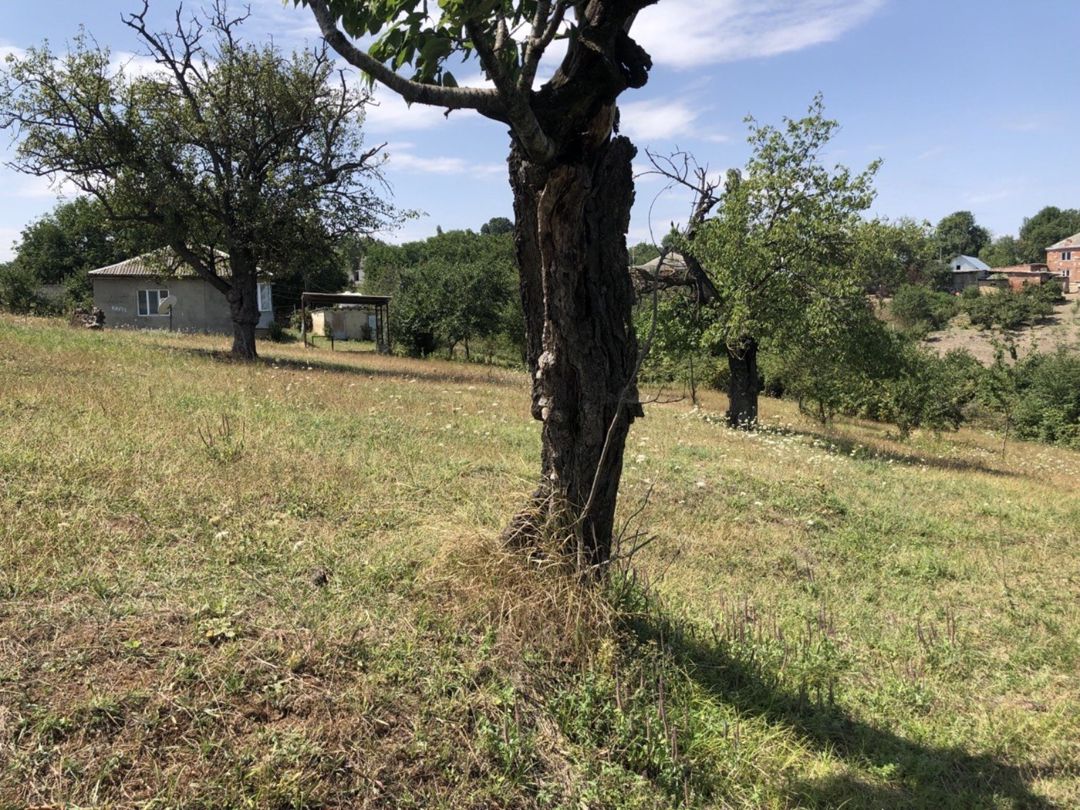 22 sot torpaq sahəsi, Şabran r — Torpaq, Şabran (8)