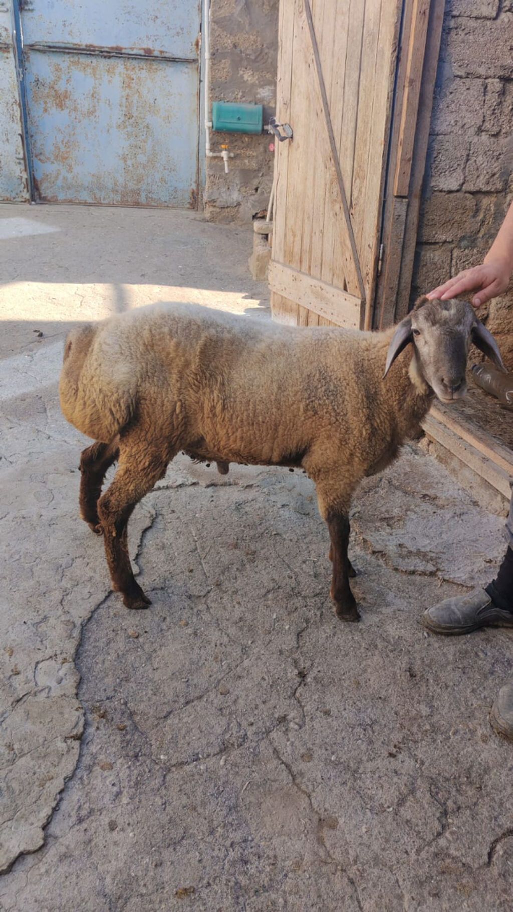 Tam sağlam 7-8 aylıq quzu satılır. Sırf təbii arpa və otla beslenib — Digər heyvanlar, Bakı (3)