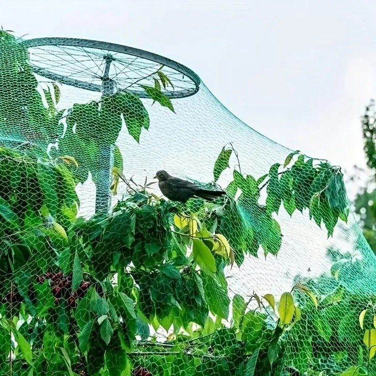 Bitkiləri qoruma torları — Bitkilər, Bakı (7)