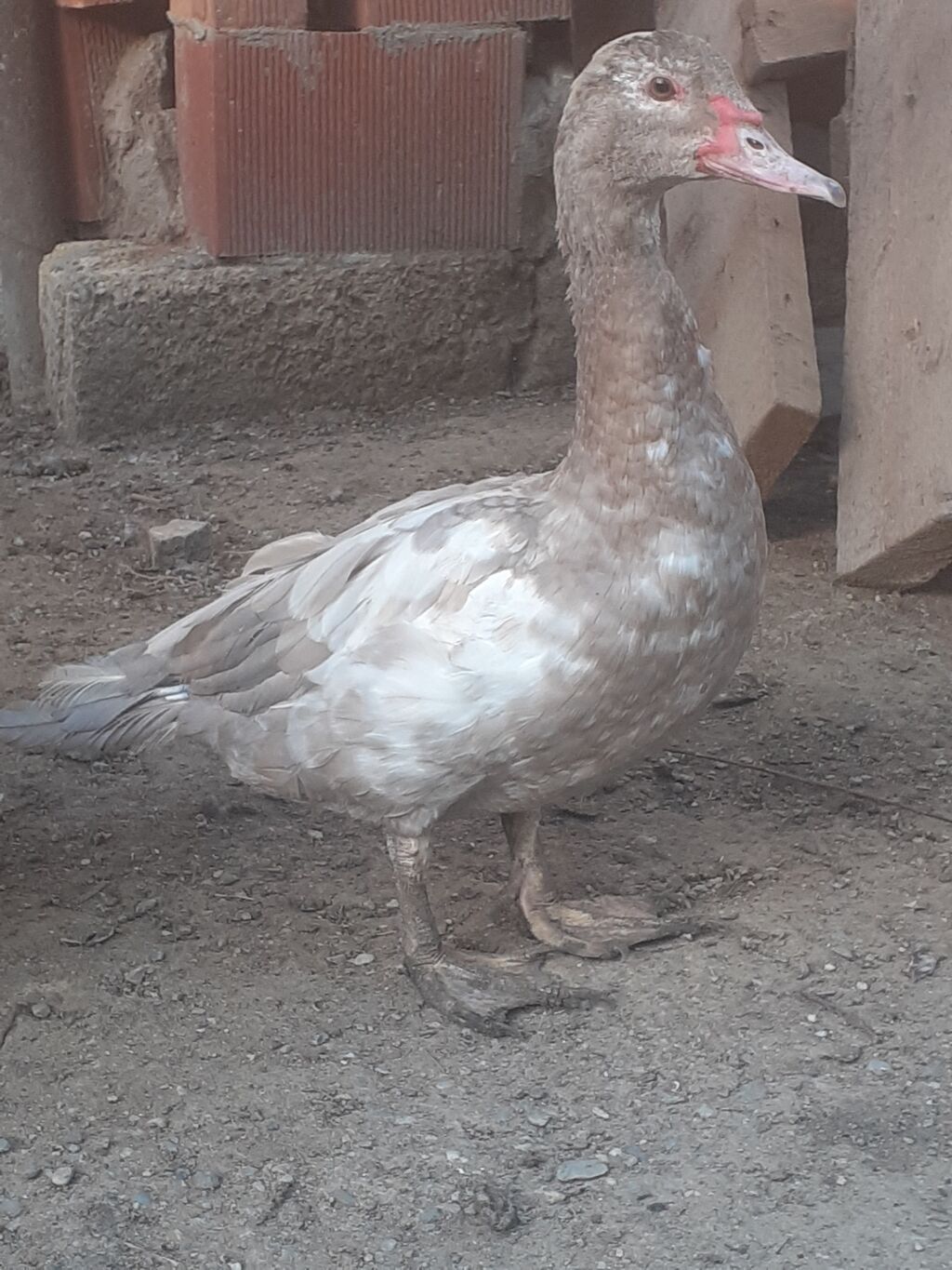 Erkek ordekler 30 man aglar (pekin) biri 8 man. diri cekileri 1kg — Digərləri, Xırdalan (8)