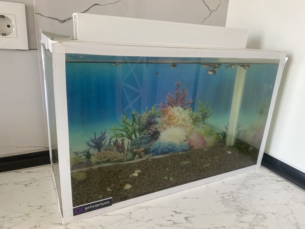 Dördbucaq akvarium, Balıqlarla birlikdə, 20 l, Ünvandan götürmə — Akvariumlar və balıqlar, Digah