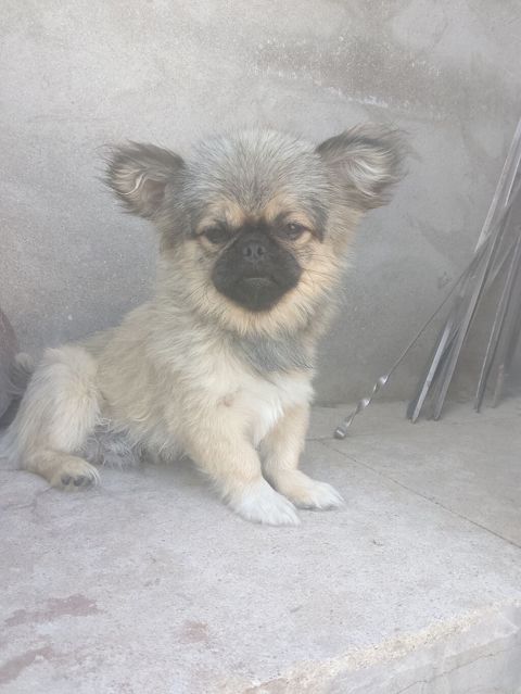 Pekines, 6 ay, Erkək — Bakı