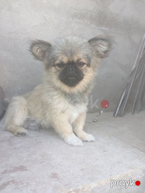 Pekines, 6 ay, Erkək — Bakı
