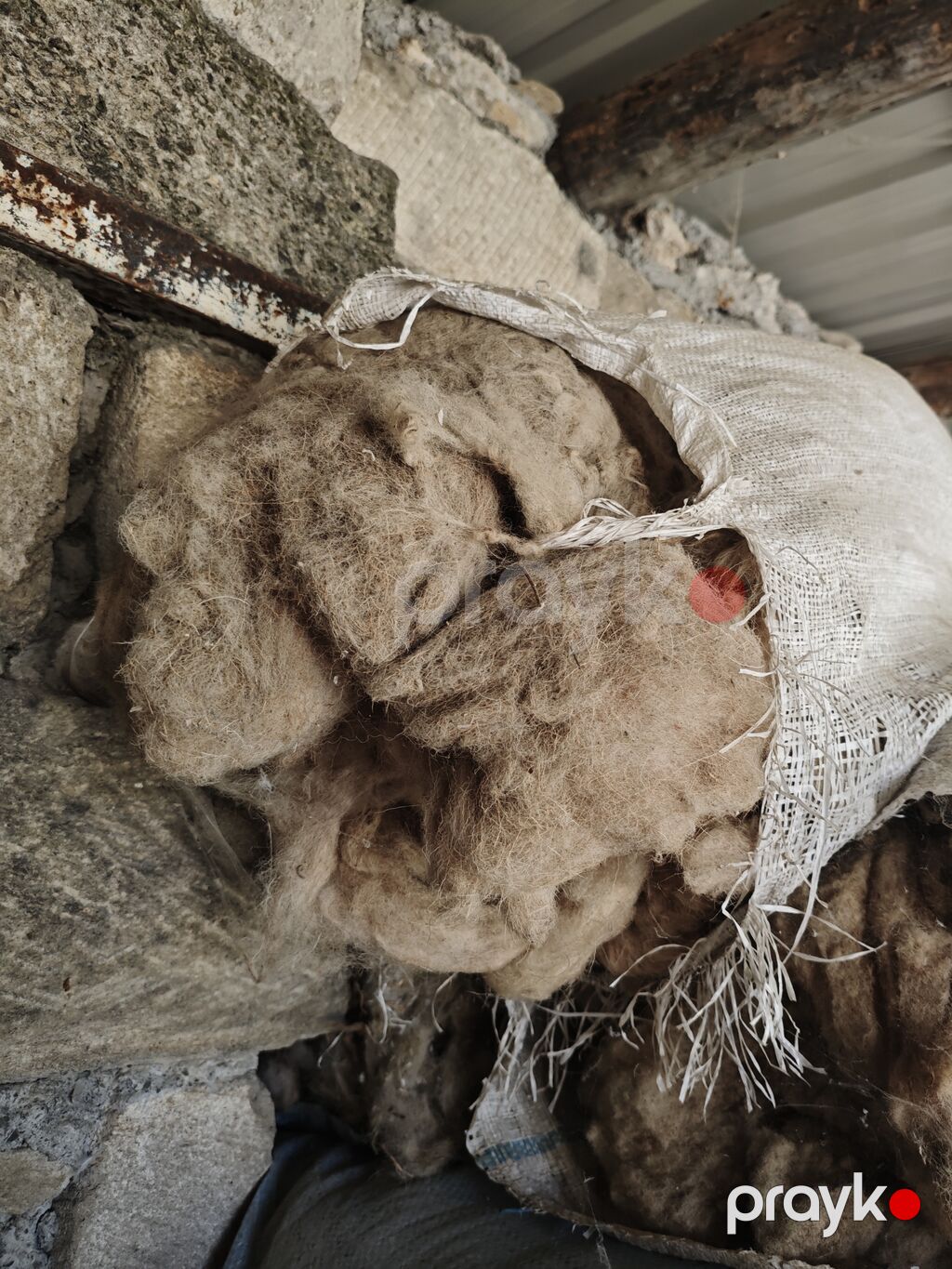 Çirkli yün. 3 manata. Real alıcıya endirim olacaq Məhsul: Təbii qoyun — Digər, Xaçmaz (3)