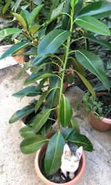 Kauçuk ağacı (Ficus elastica) – iri, parlaq tünd-yaşıl yarpaqlı — Растения